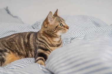 Evdeki yatakta yatan güzel kısa saçlı kedi.