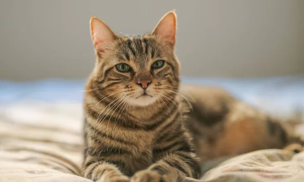 Vacker Kort Hår Katt Liggande Sängen Hemma — Stockfoto