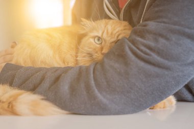 Güzel Kızıl uzun saçlarını kedi evde güneşli bir günde sarılma