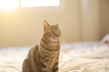 Evdeki yatakta yatan güzel kısa saçlı kedi.