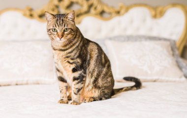 Evdeki yatakta yatan güzel kısa saçlı kedi.