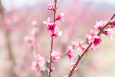 Yaprakları ve bahar güneşli bir günde çiçek açan ağaçlar güzel pembe şeftali çiçekleri