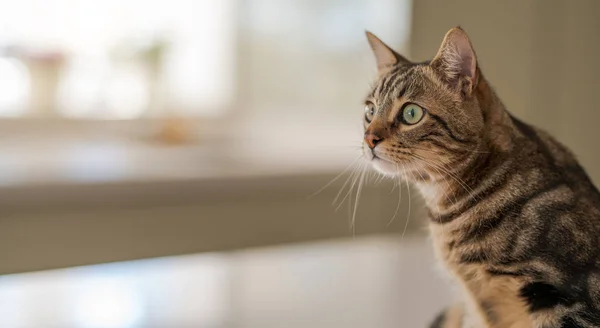 Hermoso Gato Pelo Corto Sentado Mesa Blanca Casa — Foto de Stock