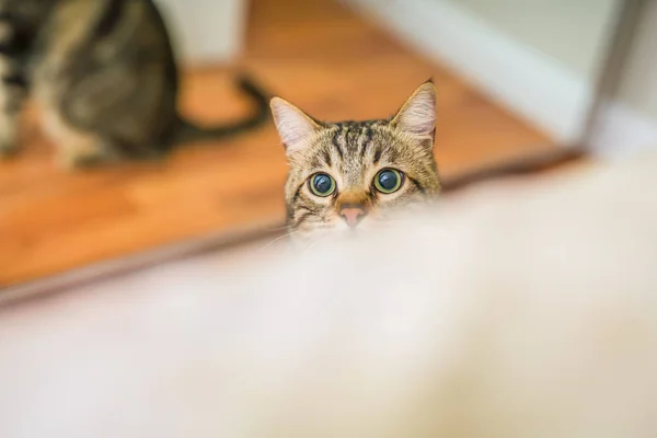 Schattig Kort Haar Kat Kijken Nieuwsgierig Snooping Thuis Spelen Verstoppertje — Stockfoto