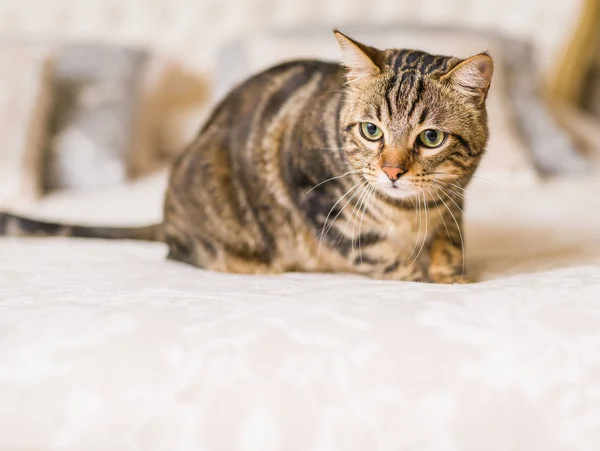 Коротковолосая Кошка Лежит Дома Кровати — стоковое фото