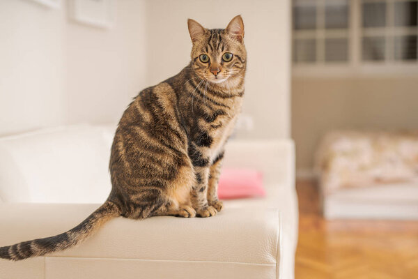 Beautiful short hair cat sitting on the sofa of the bedroom at home