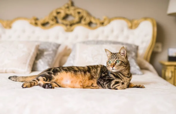 Hermoso Gato Pelo Corto Acostado Cama Casa — Foto de Stock