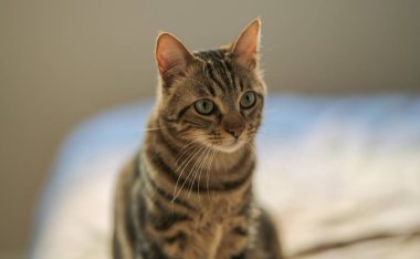 Evdeki yatakta yatan güzel kısa saçlı kedi.