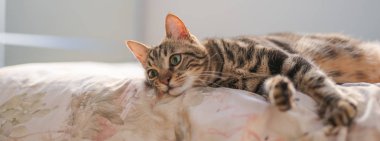 Evdeki yatakta yatan güzel kısa saçlı kedi.