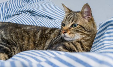 Evdeki yatakta yatan güzel kısa saçlı kedi.