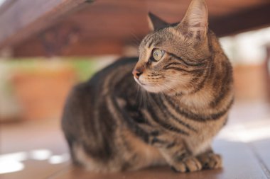 Güzel kısa saç kedi oynama ve ev bahçe katında yatan