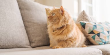Güneşli bir günde evde kanepede yatan güzel kızıl uzun saçlarını kedi