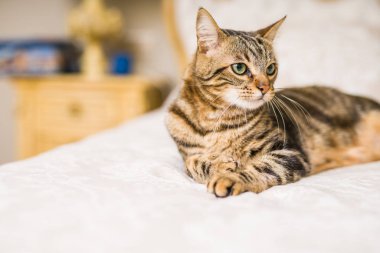 Evdeki yatakta yatan güzel kısa saçlı kedi.