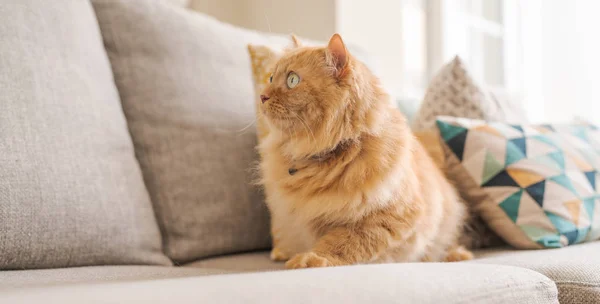 Hermoso Jengibre Pelo Largo Gato Acostado Sofá Día Soleado Casa — Foto de Stock