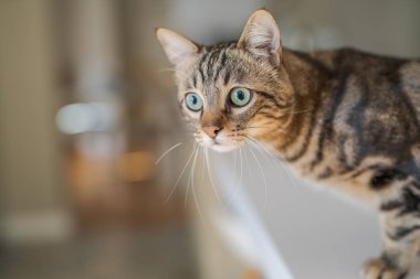 Kısa saç sevimli kedi evde meraklı ve snooping seyir