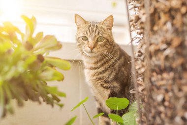 Oynama bitkiler ile Bahçe güneşli bir günde evde güzel kısa saç kedi
