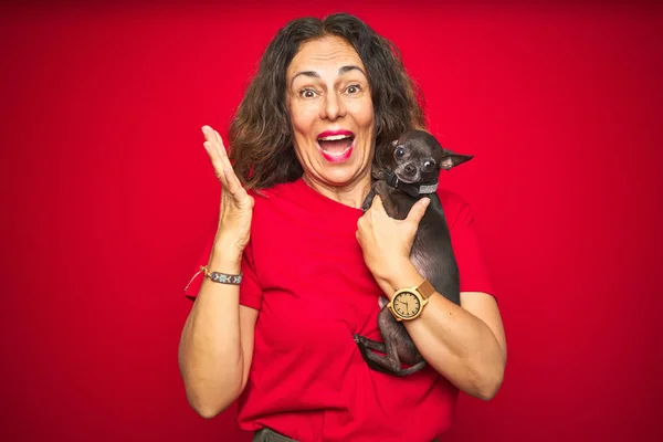 Middle age senior woman holding cute chihuahua dog over red isolated background very happy and excited, winner expression celebrating victory screaming with big smile and raised hands