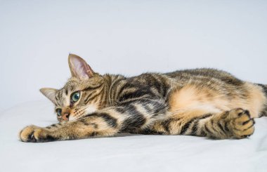 Evdeki yatakta yatan güzel kısa saçlı kedi.