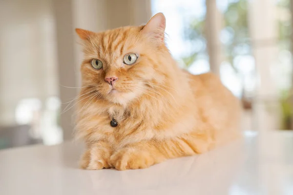 Linda Gengibre Gato Cabelo Longo Deitado Mesa Cozinha Dia Ensolarado — Fotografia de Stock