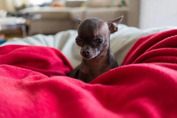 Bonito Bonito Chihuahua Pouco Deitado Cobertores — Fotografia de Stock