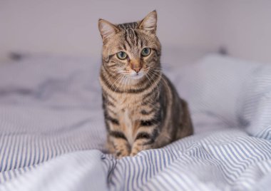 Evdeki yatakta yatan güzel kısa saçlı kedi.