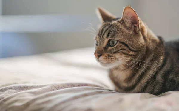 Schöne Kurzhaarkatze Liegt Hause Auf Dem Bett — Stockfoto