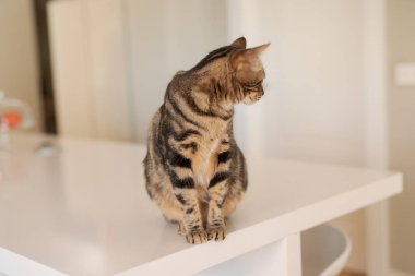 Evde beyaz masaya oturan güzel kısa saç kedi