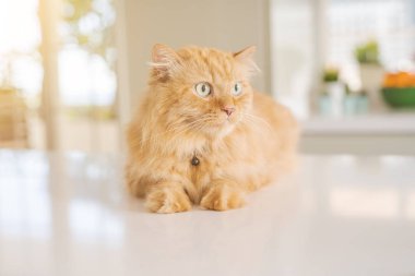 Güneşli bir günde evde mutfak masanın üzerinde yatan güzel kızıl uzun saçlarını kedi