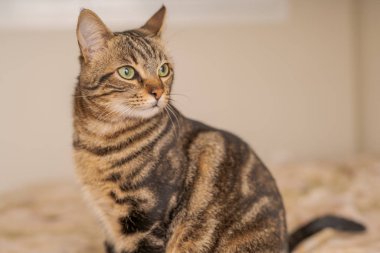 Evdeki yatakta yatan güzel kısa saçlı kedi.