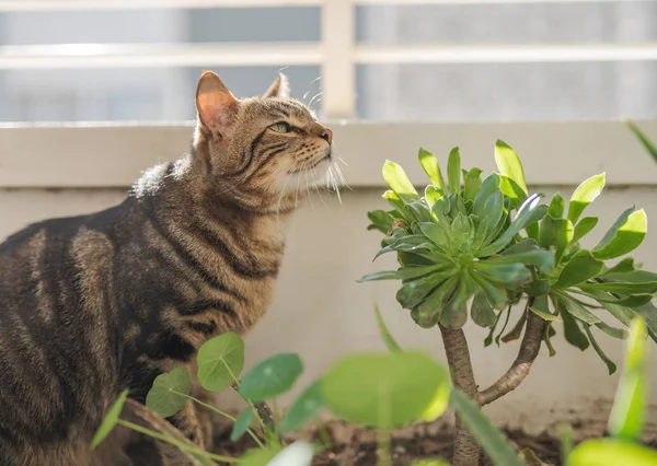 Schöne Kurzhaarkatze Spielt Mit Pflanzen Garten Einem Sonnigen Tag Hause — Stockfoto