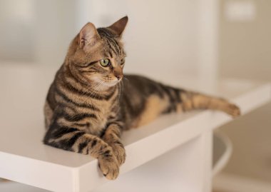 Güzel kısa saç kedi evde beyaz masanın üzerinde yatan