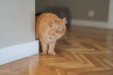 Evde katta oturan evin etrafında yürüyüş güzel kızıl uzun saçlarını kedi