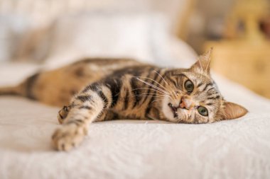 Evdeki yatakta yatan güzel kısa saçlı kedi.