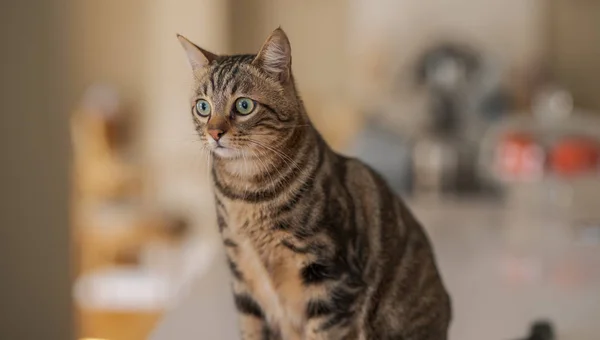 Hermoso Gato Pelo Corto Sentado Mesa Blanca Casa —  Fotos de Stock