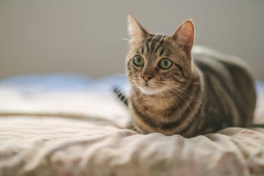 Evdeki yatakta yatan güzel kısa saçlı kedi.