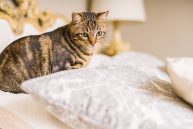 Evdeki yatakta yatan güzel kısa saçlı kedi.