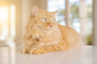 Güneşli bir günde evde mutfak masanın üzerinde yatan güzel kızıl uzun saçlarını kedi