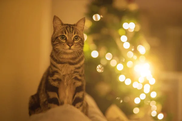 크리스마스 배경에서와 집에서 소파에 고양이 — 스톡 사진