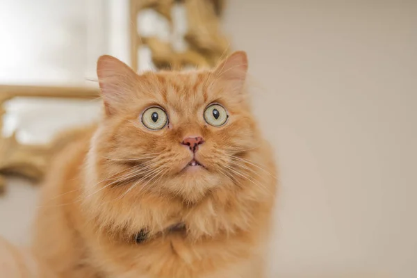 Vackra Ingefära Lång Hår Katt Sitter Bordet Hemma — Stockfoto