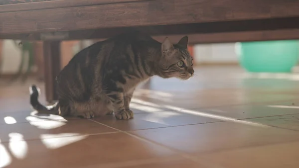 Hermoso Gato Pelo Corto Jugando Acostado Suelo Jardín Casa — Foto de Stock