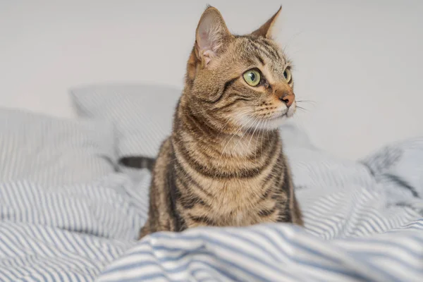 Beau Chat Cheveux Courts Couché Sur Lit Maison — Photo