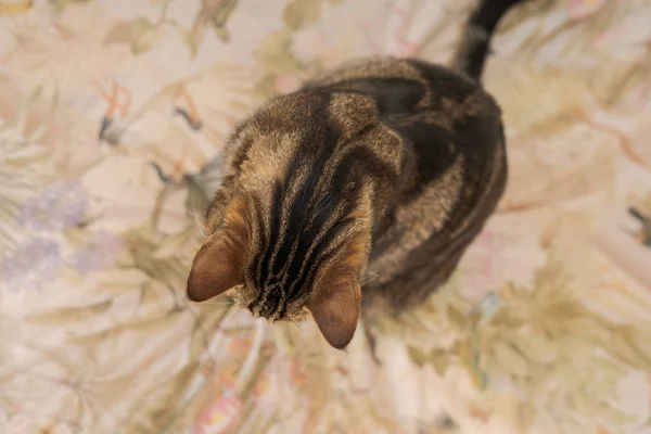 Красива Коротке Волосся Кіт Лежить Ліжку Вдома — стокове фото