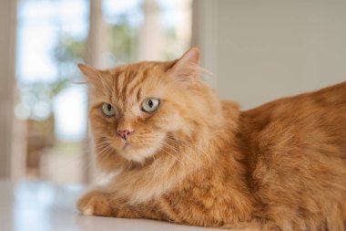 Güneşli bir günde evde mutfak masanın üzerinde yatan güzel kızıl uzun saçlarını kedi