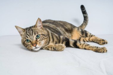 Evdeki yatakta yatan güzel kısa saçlı kedi.