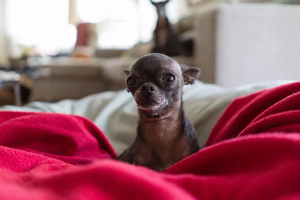 Beautiful Cute Little Chihuahua Lying Blankets — Stock Photo, Image