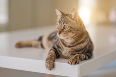 Güzel kısa saç kedi evde beyaz masanın üzerinde yatan