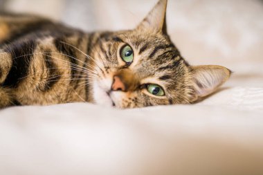 Evdeki yatakta yatan güzel kısa saçlı kedi.