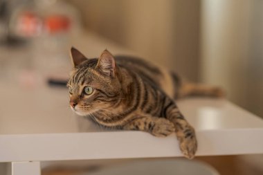Güzel kısa saç kedi evde beyaz masanın üzerinde yatan