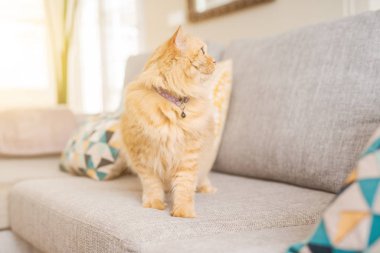 Güneşli bir günde evde kanepede yatan güzel kızıl uzun saçlarını kedi