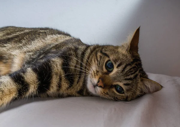 Beau Chat Cheveux Courts Couché Sur Lit Maison — Photo